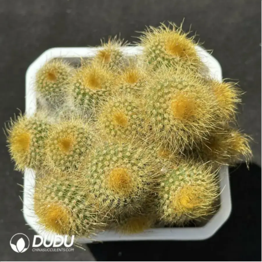1-2109.webp Cactus-Parodia leninghausii Clustering - Image 1
