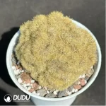 Cactus-Echinopsis tubiflora'(Pfeiff.) Zucc.cristata