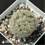 Cactus-Echinopsis tubiflora cottonrose