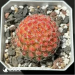 Cactus-Mammillaria Haw.hybr.