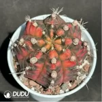 Cactus-Gymnocalycium mihanovichii Variegate