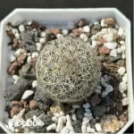 Cactus-Turbinicarpus viereckii