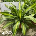 0.2/Pcs Dracaena sp. Seedling(100Pcs??