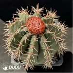 Melocactus curvispinusssp.caesius