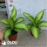 0.2/Pcs Dracaena sp. Seedling(100Pcs??