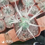 Cactus-Opuntia Articulata