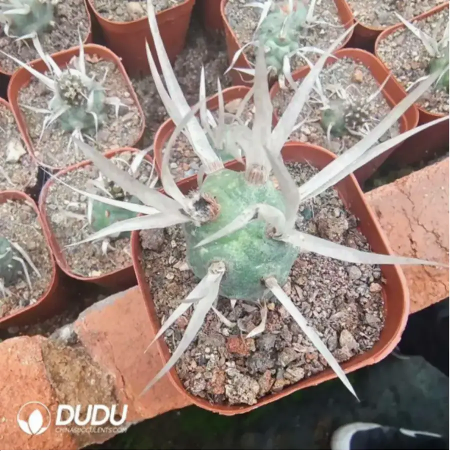 1-2143.webp Cactus-Opuntia Articulata - Image 1