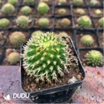 Cactus-Mammillaria decipiens subsp. camptotricha