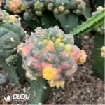 Cactus-Lophophora Fricii