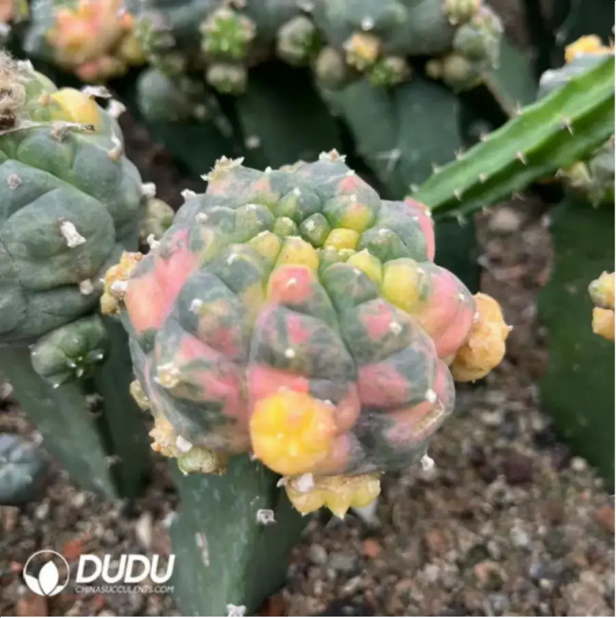 1-2152.webp Cactus-Lophophora Fricii - Image 1