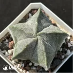 Cactus-Astrophytum myriostigma  2