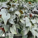 0.3/Pcs Homalomena Black Seedling(100Pcs??