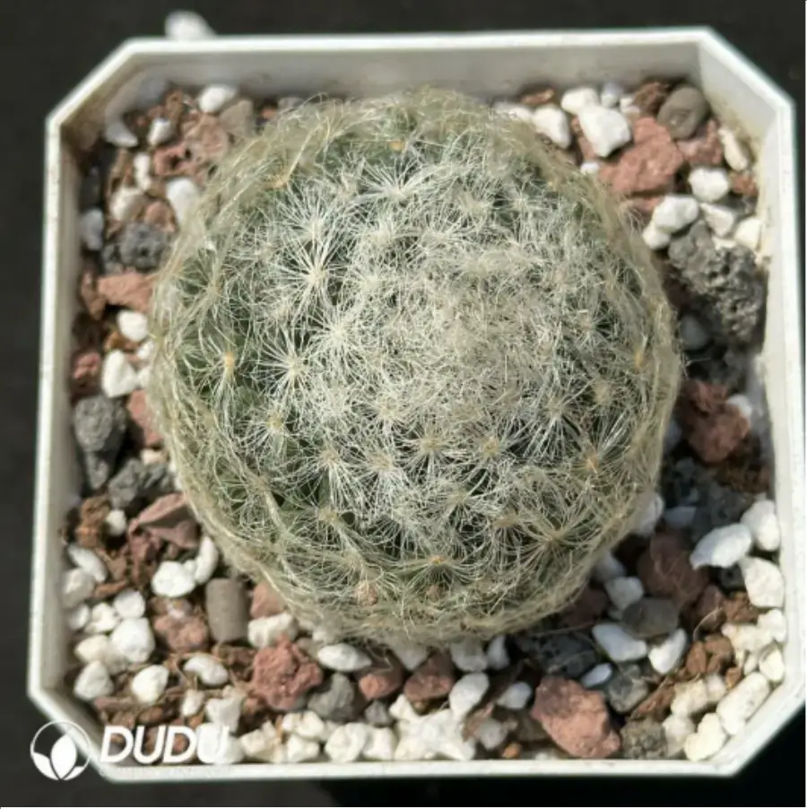 1-2163.webp Cactus-dance star - Image 1