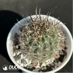 Cactus- Echinocereus lindsayi
