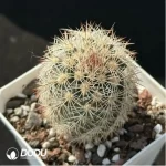 Cactus-Echinocereus dasyacanthus Engelm