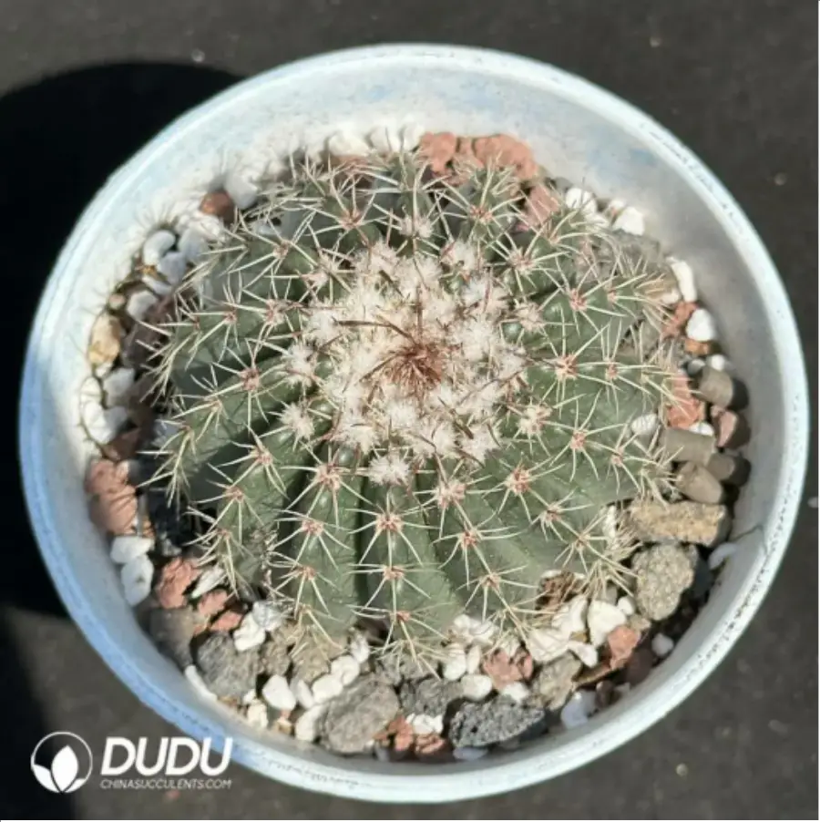 1-2169.webp Cactus-NotoCactus-Noto - Image 1