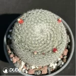 Cactus-Mammillaria candida