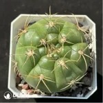 Cactus-Gymnocalycium hammerschmidii Backeberg