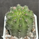 Cactus-Eriosyce