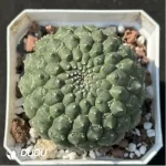 Cactus-Eriosyce