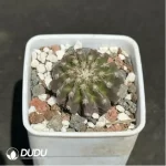 Cactus-DiscoCactus-horstii