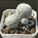 Cactus-Mammillaria humboldtii Ehrenb.