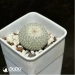 Cactus-Epithelantha micromeris