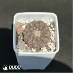 Cactus-Copiapoa hypogaea F. Ritter 1960