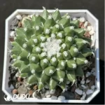 Mammillaria magnimamma 'Toluca'