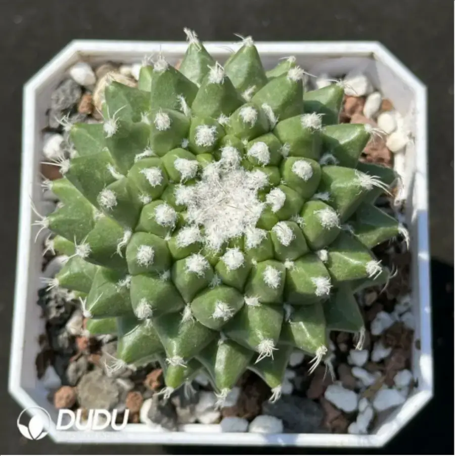 1-2212.webp Mammillaria magnimamma 'Toluca' - Image 1