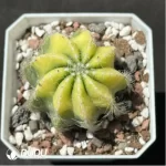 Cactus-Noto magnificus Variegate