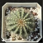 Cactus-Silver crown