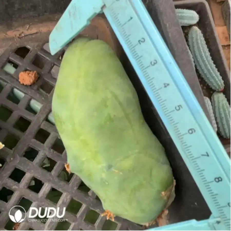 1-2222.webp Cactus-Echinopsis lageniformis/Penis Cactus - Image 1