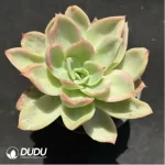 Echeveria Joy Variegated