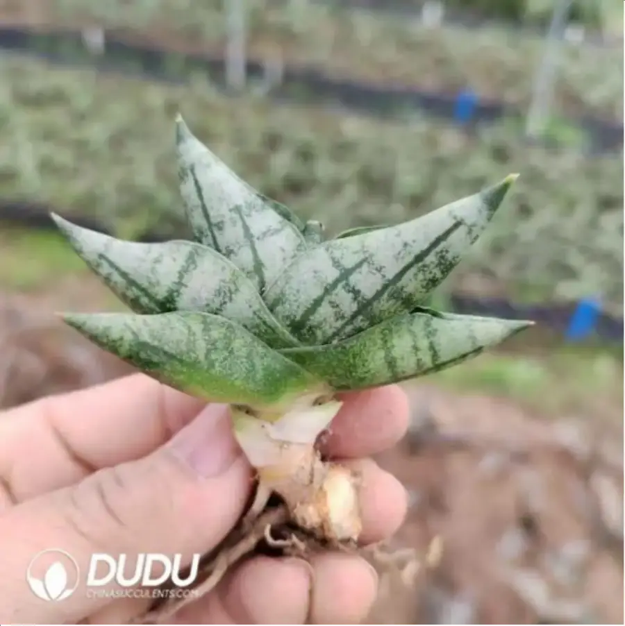 1-2226.webp Sansevieria cylindrica var. patula boncel - Image 1