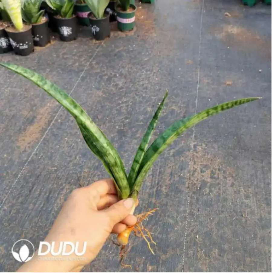 1-2229.webp Sansevieria Callinectes sapidus - Image 1