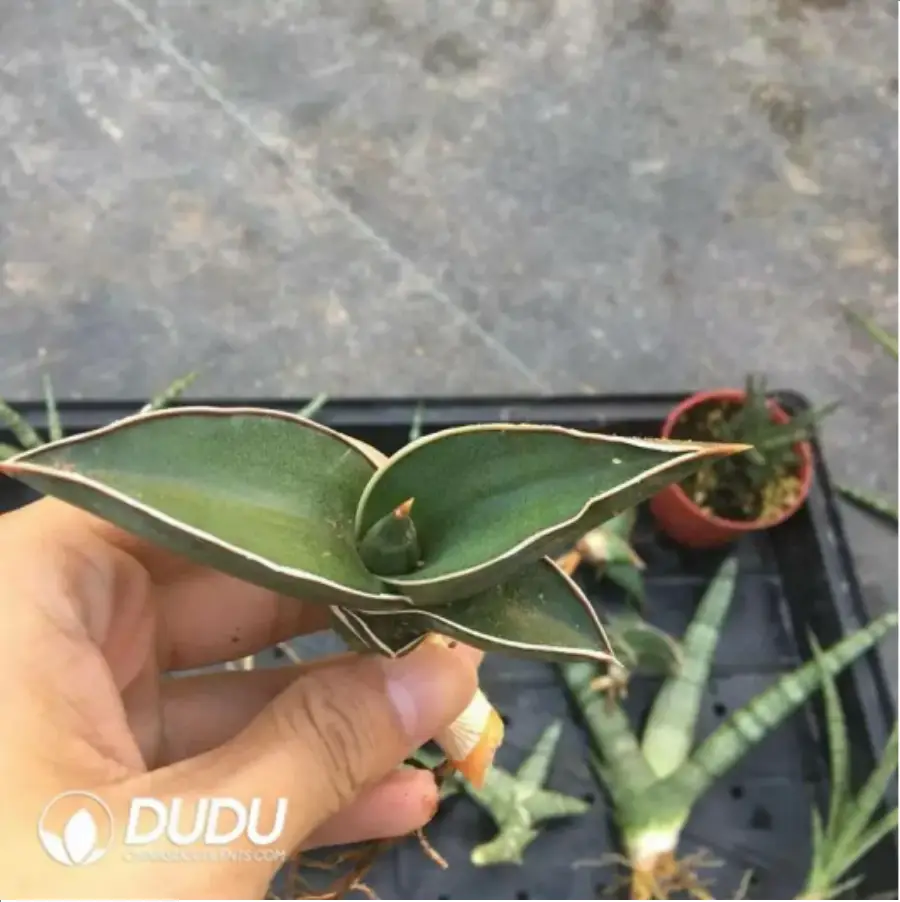 1-2236.webp Sansevieria Rose Warrior seedlings - Image 1