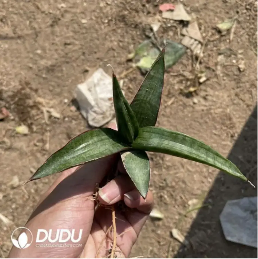 1-2237.webp Sansevieria Bull Devil seedlings - Image 1