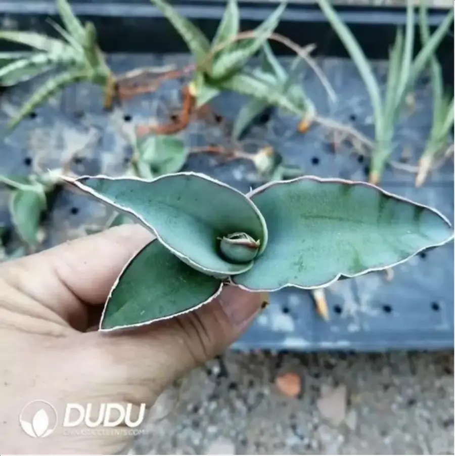 1-2240.webp Sansevieria Incorruptible warrior seedlings - Image 1