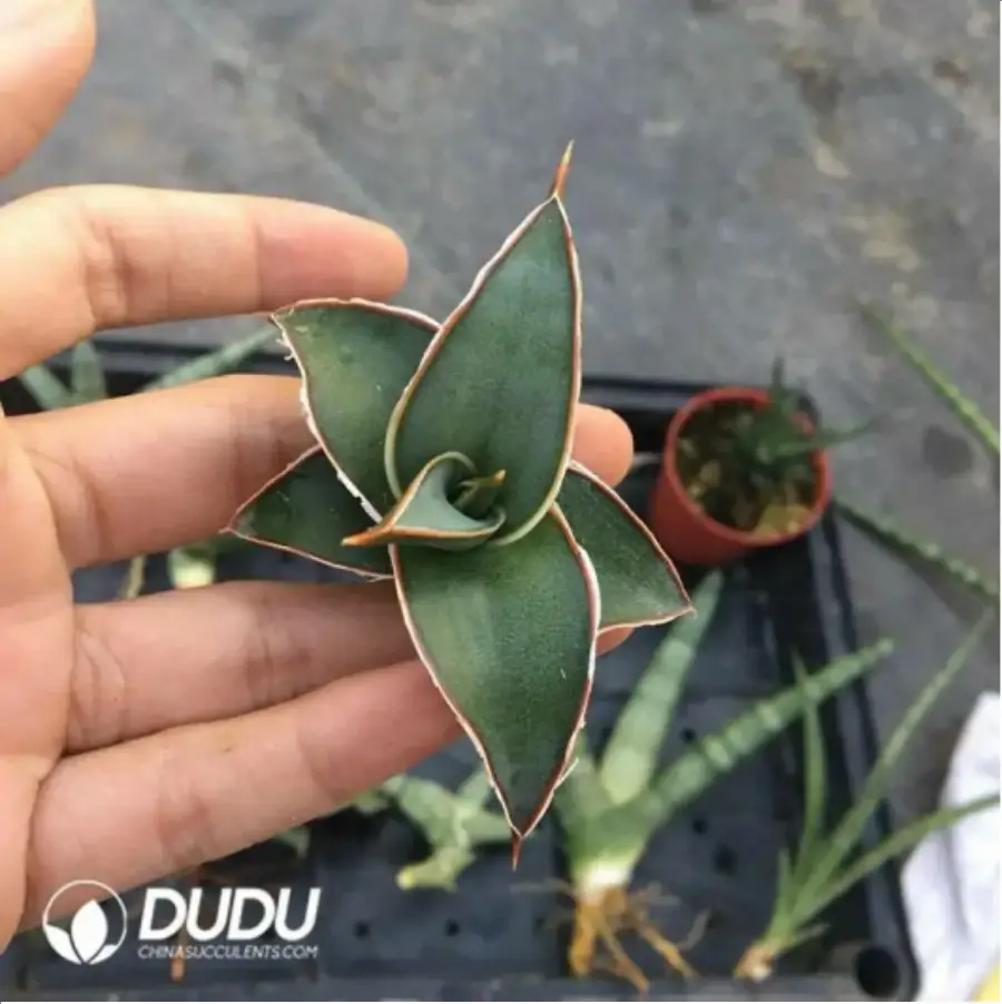 1-2242.webp Sansevieria Power seedlings - Image 1