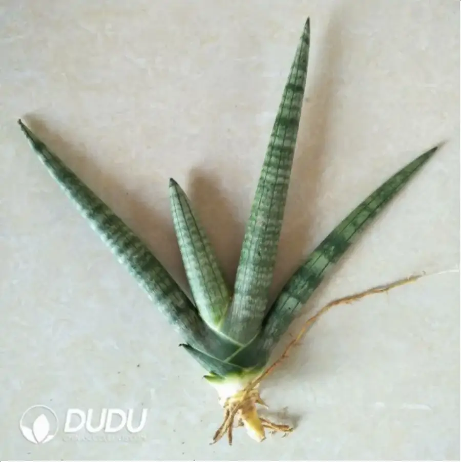 1-2243.webp Sansevieria
cylindrica var. patula 'boncel' seedling - Image 1