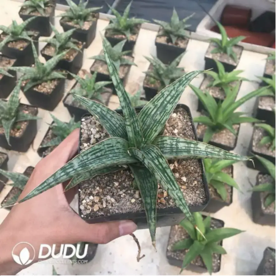 1-2247.webp Sansevieria Crocodile Rock - Image 1