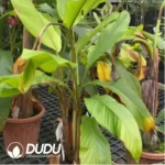 0.4/Pcs Musa velutina Seedling(100Pcs??