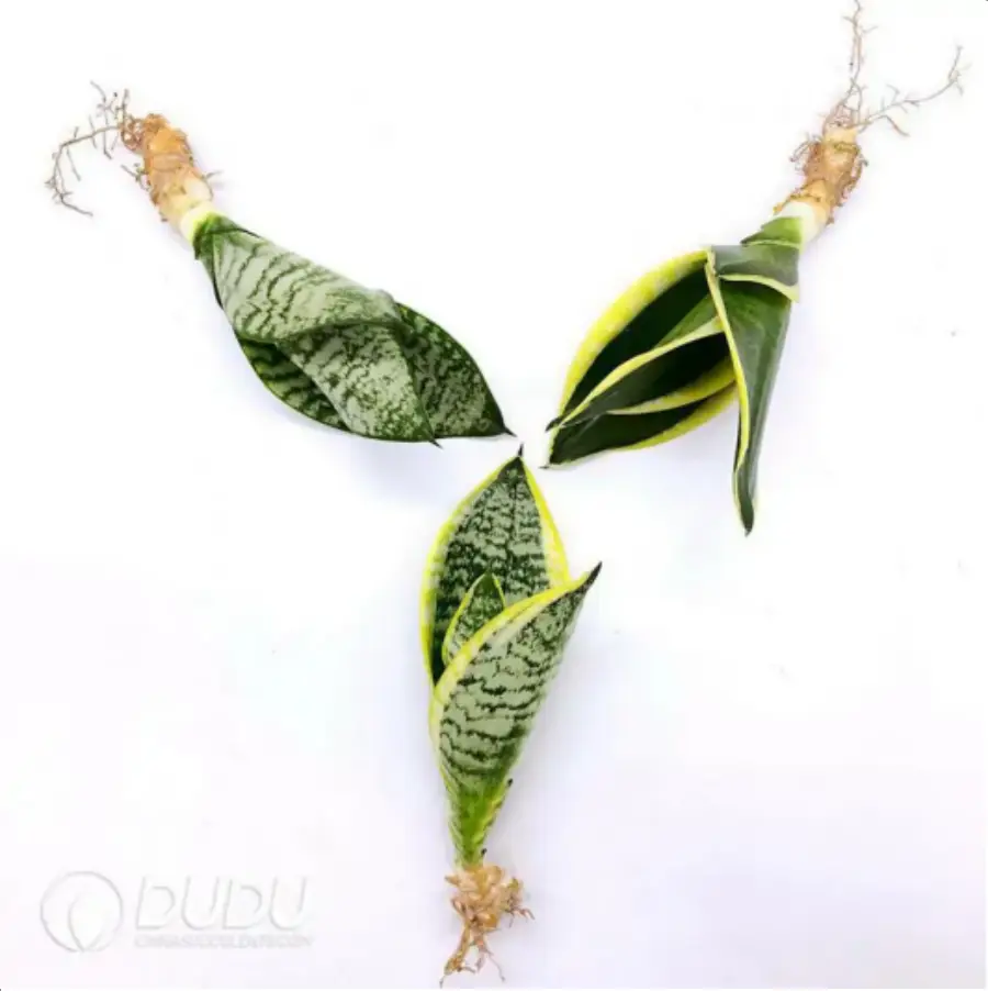 1-2258.webp aoba+Sansevieria trifasciata 'Golden Hahnii'+ Sansevieria trifasciata var. laurentii - Image 1