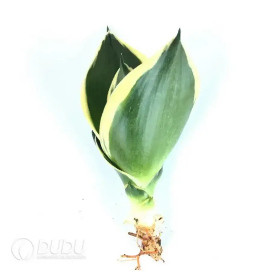 1-2262.webp Sansevieria trifasciata 'Golden Hahnii' Buds
3pcs - Image 1