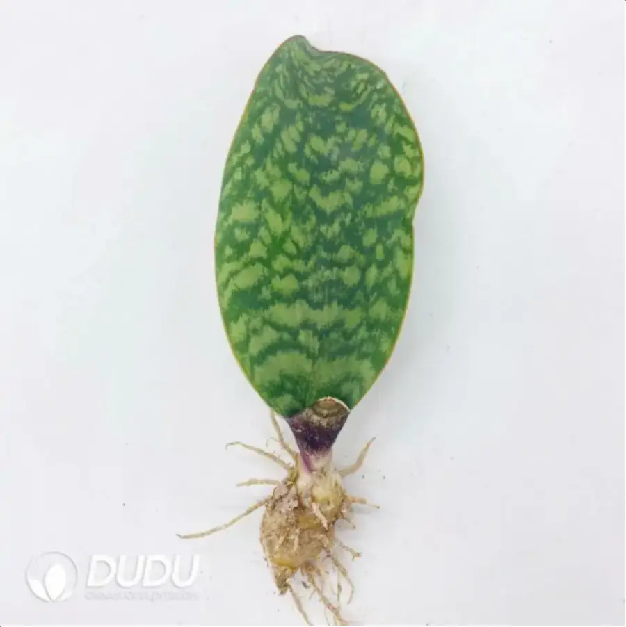 1-2273.webp Sansevieria green masoniana - Image 1