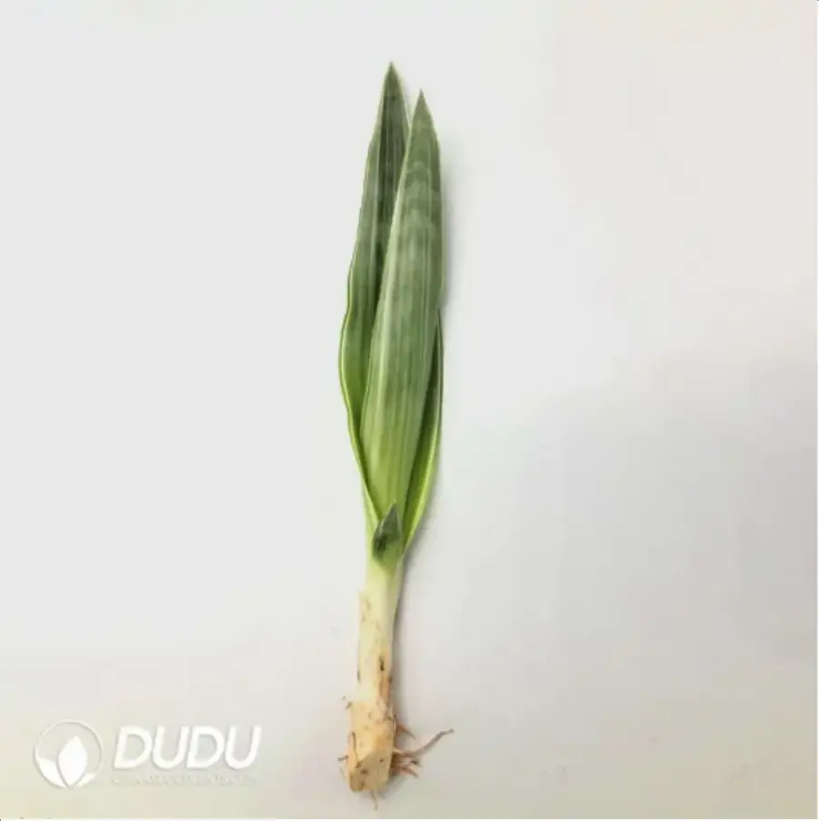 1-2275.webp Sansevieria trifasciata Bantels Sensation - Image 1