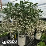 0.3/Pcs Clerodendrum wallichii Seedling(100Pcs??