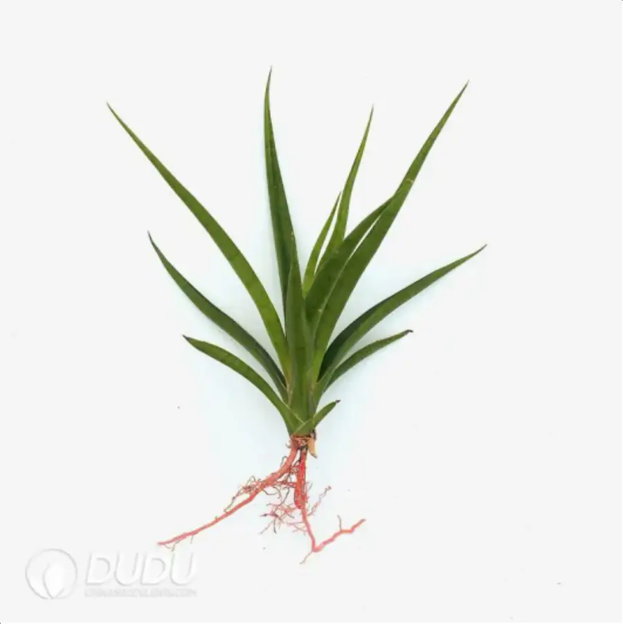 1-2280.webp Sansevieria prava - Image 1