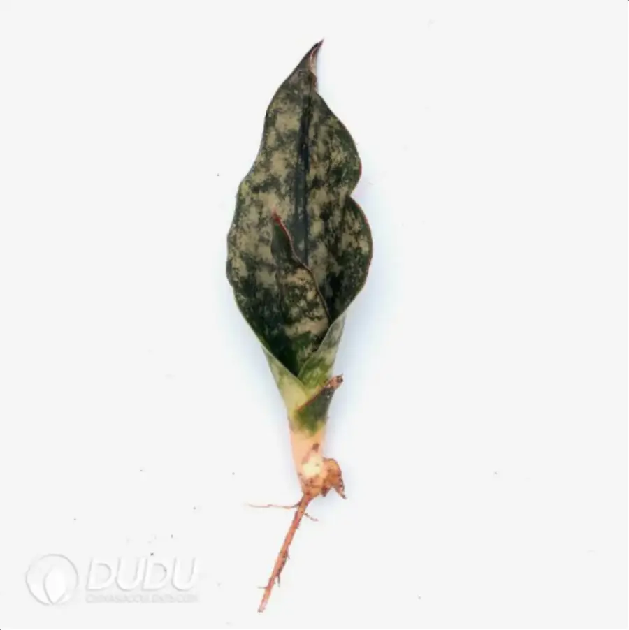 1-2283.webp Sansevieria dead leaves - Image 1